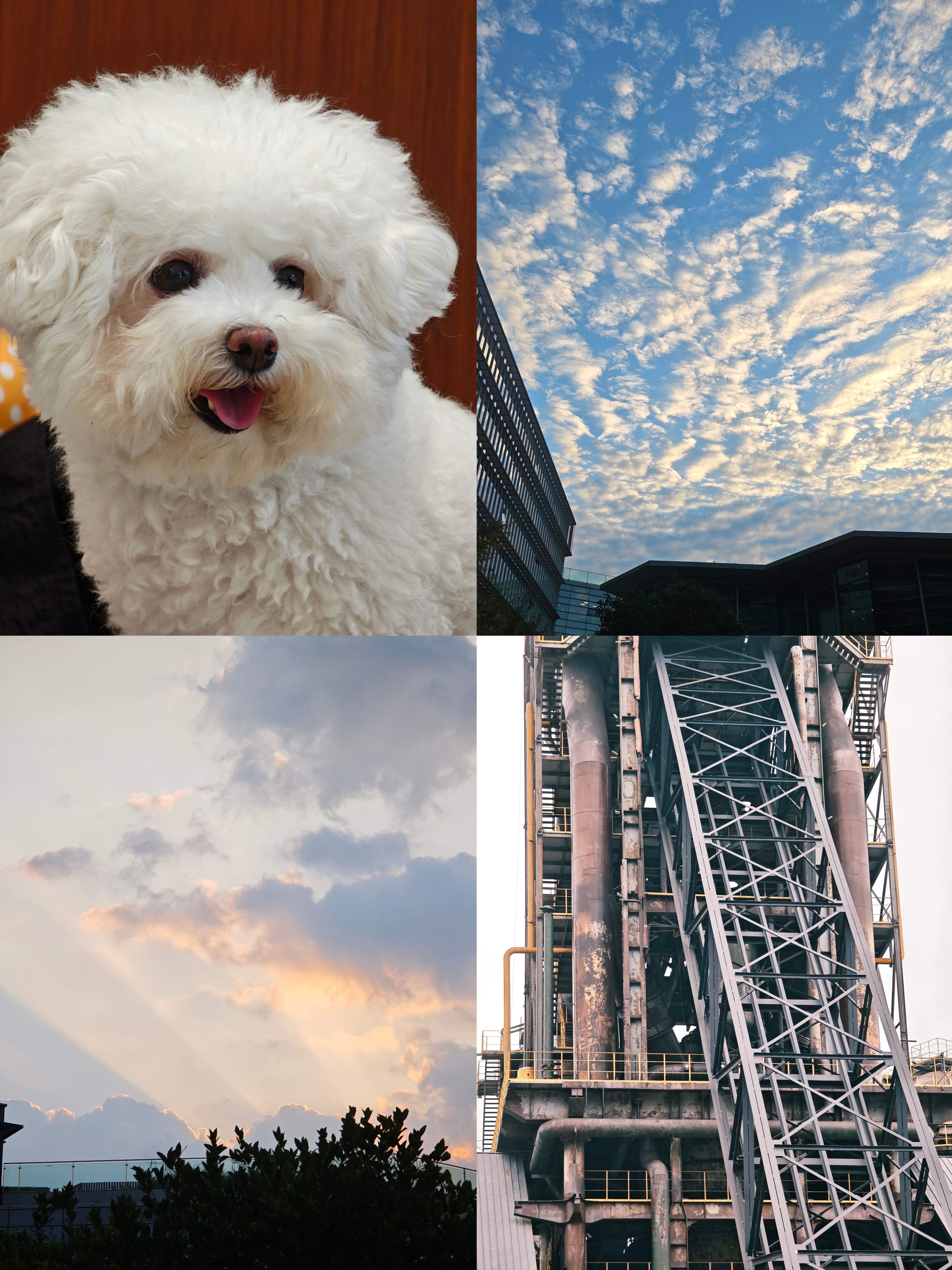 摄影:宠物、天空与建筑
